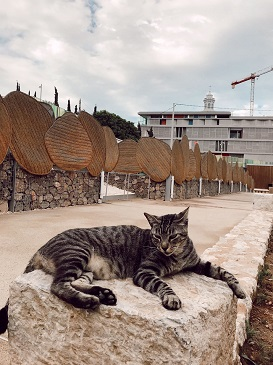 Fabián, último gato abandonado en el foro romano Carthago Nova