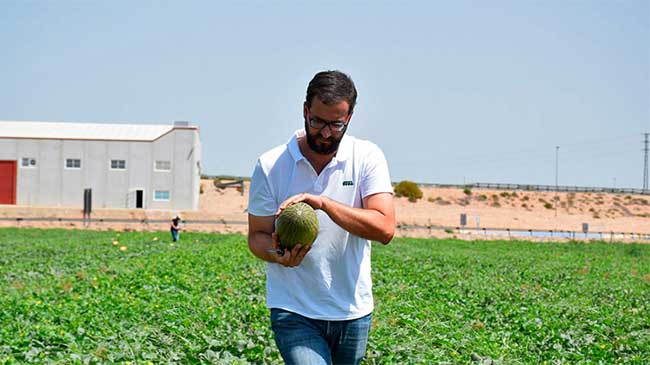 Un agricultor revisa el estado de los melones