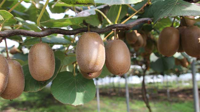 Las frutas tropicales como los kiwis copan la mayor&iacute;a de las ventas hort&iacute;colas a Argelia