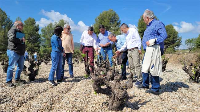 Antonio Luego visita una plantaci&oacute;n de vides en Bullas