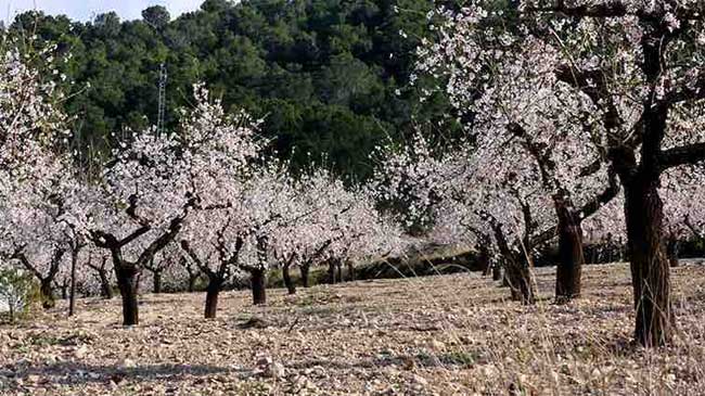 Campo de almendros