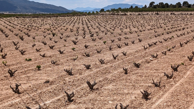 Vi&ntilde;as sin brotar en el Altiplano