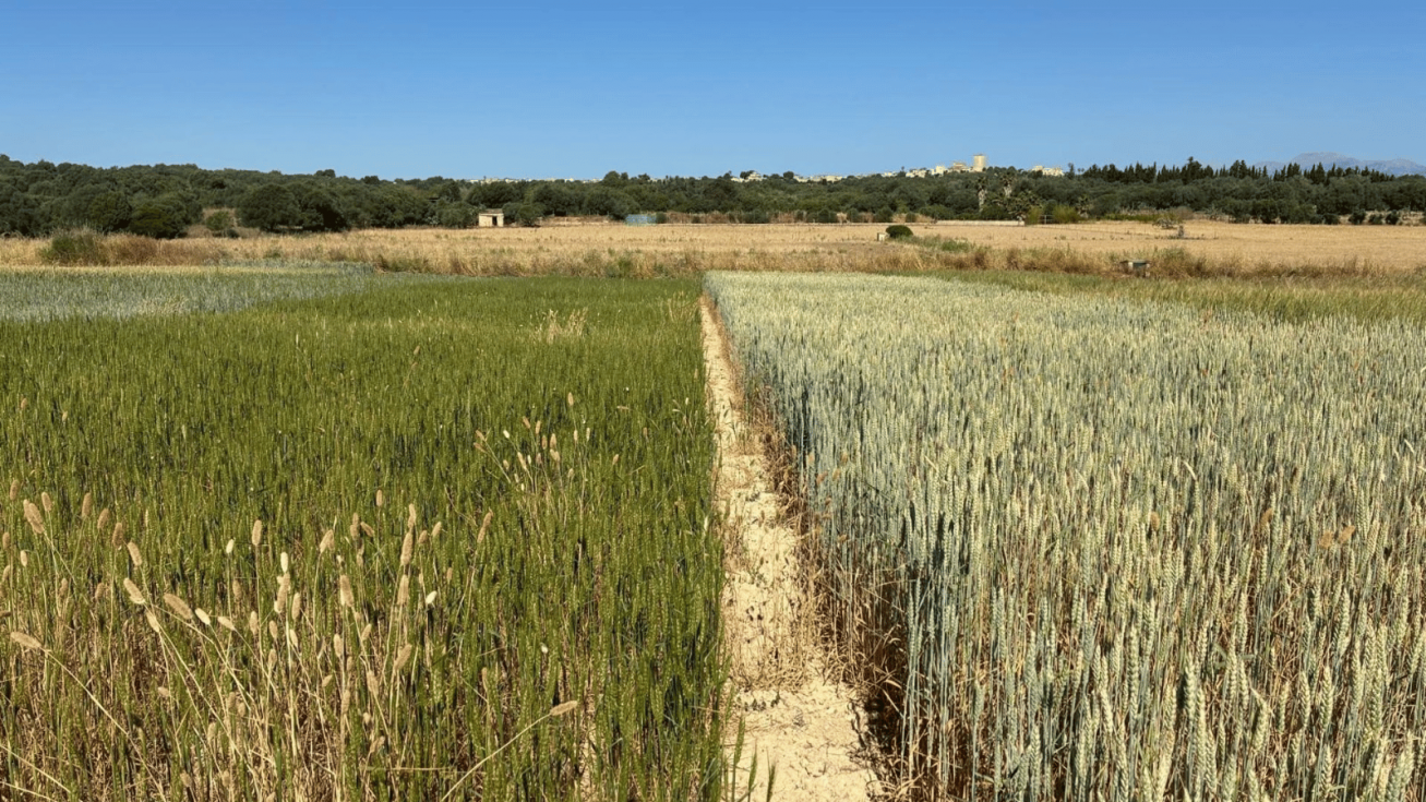 Agricultura somete a información pública ajustes técnicos en la normativa de la PAC