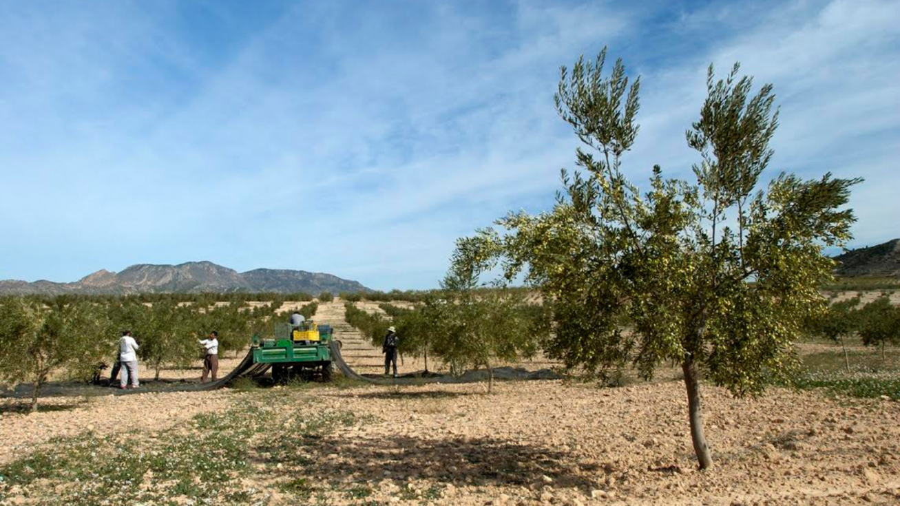 El Gobierno de la Región de Murcia culmina el pago de más de 80 millones de euros en ayudas de la PAC para la campaña 2025