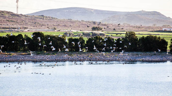 Aves en las lagunas del Cabezo Beaza