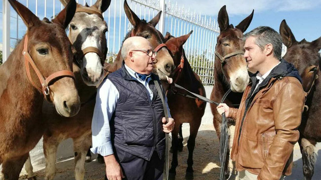 Antonio Ruiz Rojo (izquierda), el ganadero que suministra mulas a los ej&eacute;rcitos de la OTAN