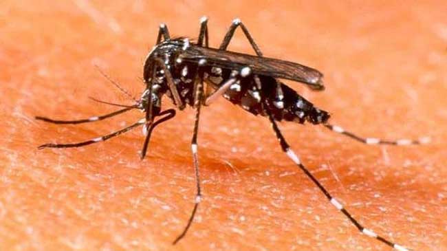 Mosquito tigre Mosquito tigre
