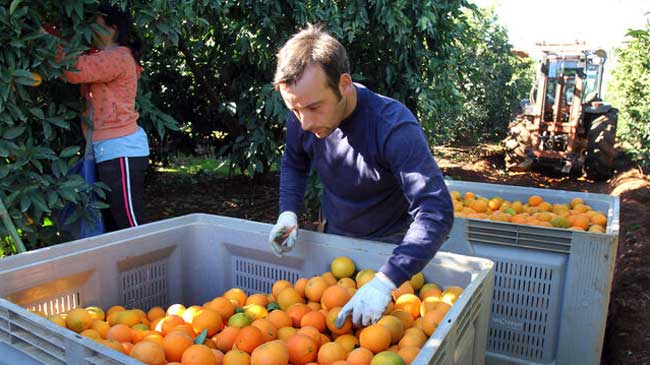 Los citricultores son los mayores beneficiarios de las ayudas