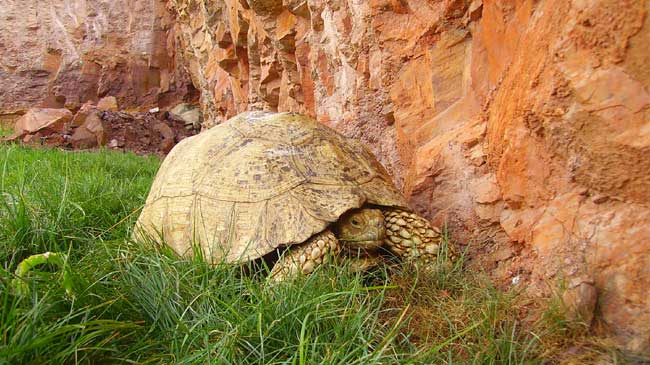 Tortuga de Terra Natura Murcia