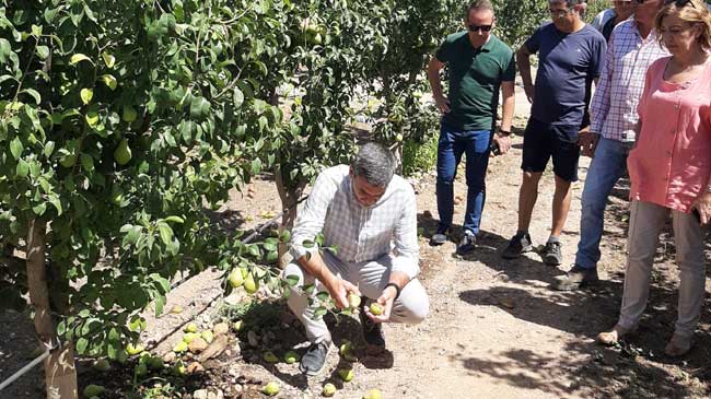 Peras de la variedad ercolina por los suelos de las parcelas