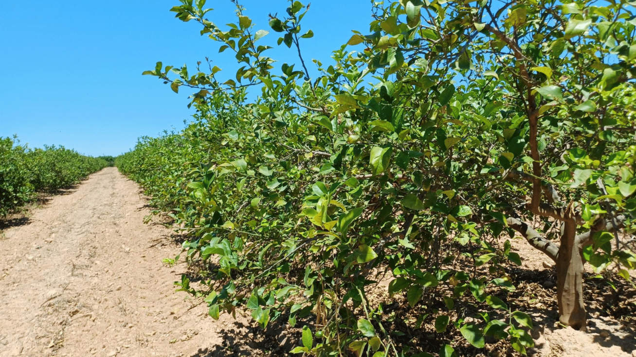 La Comunidad exige al Gobierno central actuar contra la expansión del virus que amenaza al limón