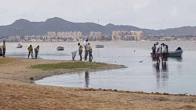 Limpieza de peces muertos en una playa del Mar Menor
