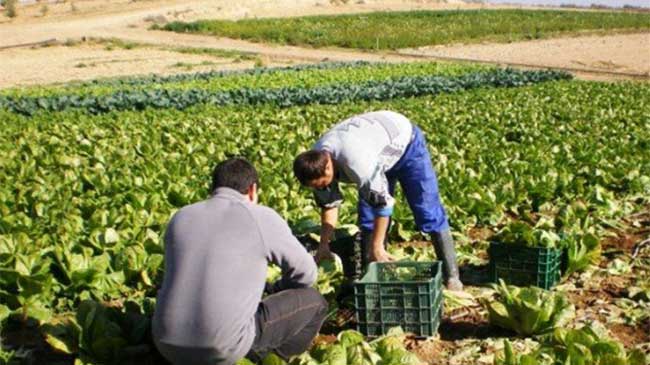 La agricultura regional ha presentado unos n&uacute;mero negativos en el primer semestre del a&ntilde;o