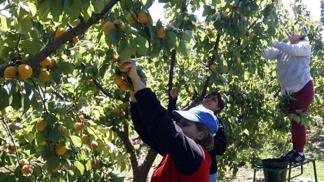 El fin de las campañas agrarias provoca el descenso de trabajadores afiliados a la Seguridad Social El fin de las campañas agrarias provoca el descenso de trabajadores afiliados a la Seguridad Social