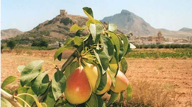 Pera de Jumilla, de la variedad ercolini