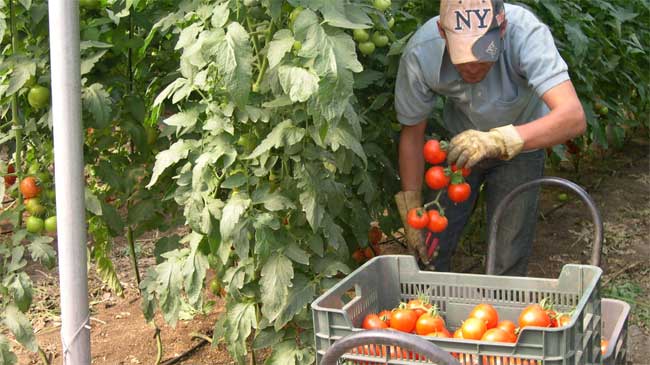Los productos bajo invernadero sufren especialmente los efectos del estr&eacute;s t&eacute;rmico