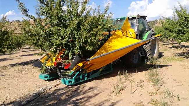Recogida de almendra mediante paraguas