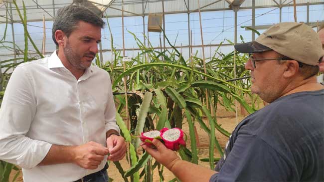 Un t&eacute;cnico del Imida muestra una pitaya a Antonio Luengo
