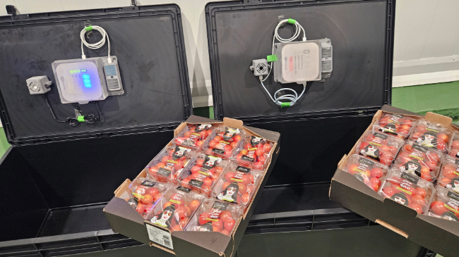 Imagen de tomates cherrys utilizados en el proyecto