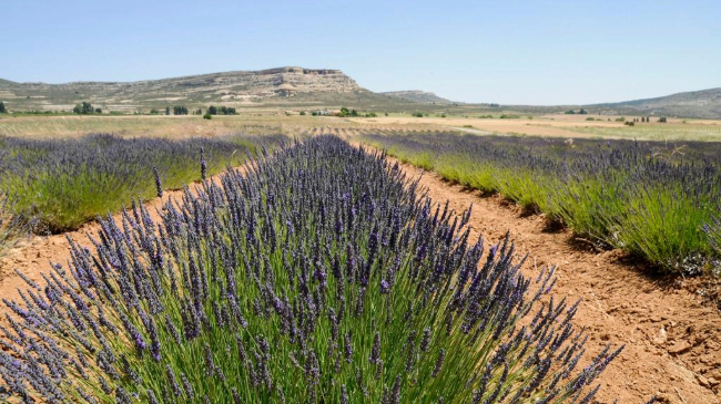 Cultivos de lavanda en el Noroeste de la Región Cultivos de lavanda en el Noroeste de la Región