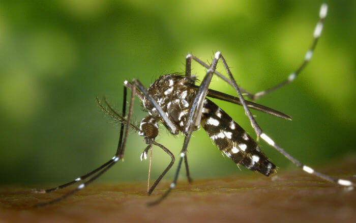 Mosquito del Nilo Mosquito del Nilo