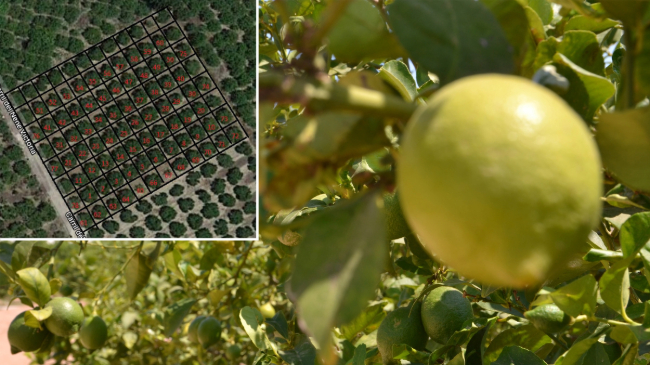 En un recuadro, conteo de limoneros realizado por el sistema de visi&oacute;n artificial. En la foto, tomada este mes, limones en diferente grado de desarrollo