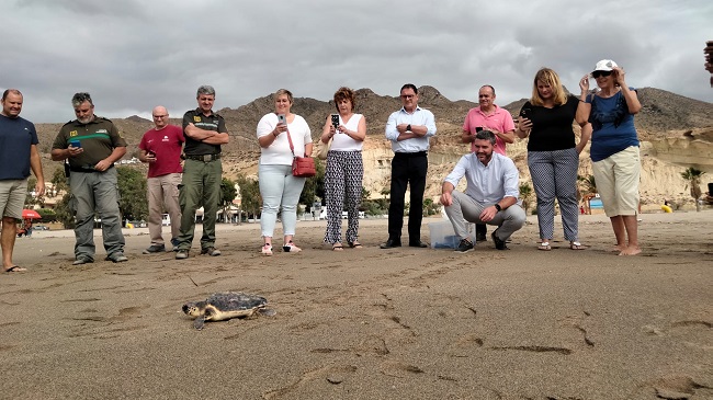 Momento de la liberaci&oacute;n de la tortuga boba en Bolnuevo