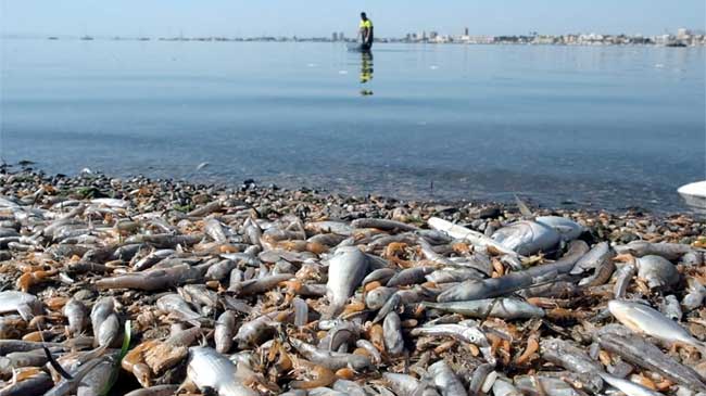 Mortandad masiva de peces en octubre de 2019 en el Mar Menor