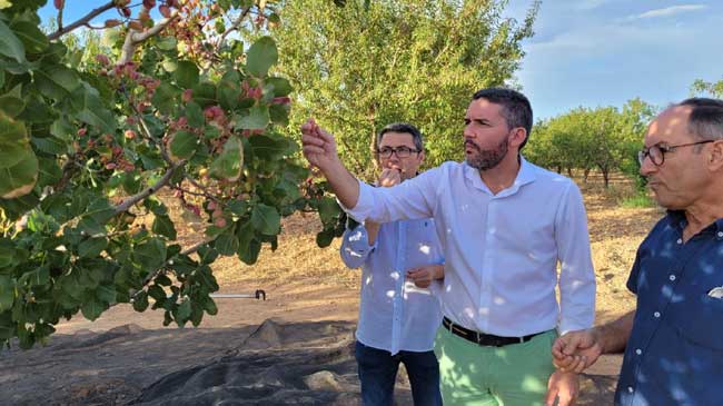 Antonio Luengo comprueba el estado de un pistachero Antonio Luengo comprueba el estado de un pistachero