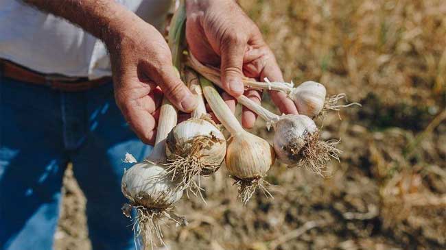 Un agricultor muestra un manojo de ajos