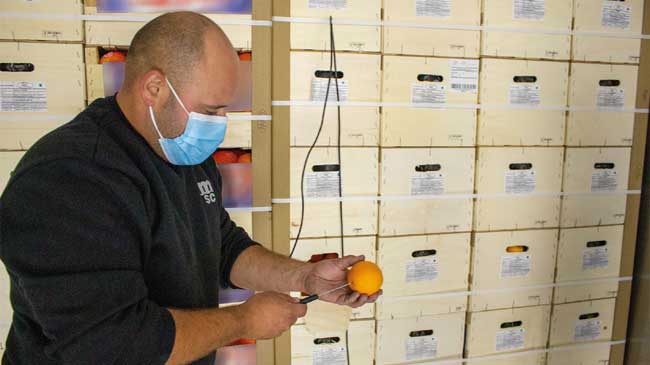 Un importador analiza el estado de una naranja surafricana