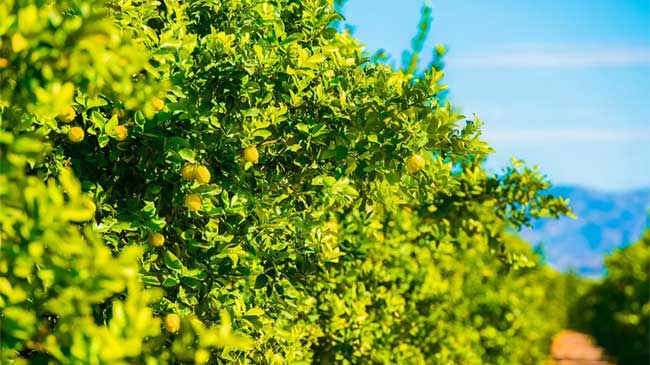 La cosecha de limones este a&ntilde;o se prev&eacute; con menos producto y de menor calibre