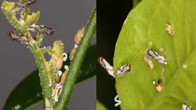 Ejemplares de Diaphorina citri sobre hojas de limoneros