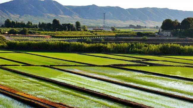 Plantaciones de arroz en Calasparra