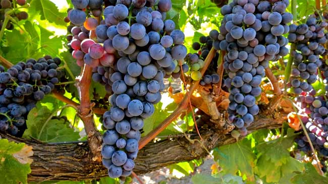 Racimos de uva de la variedad tempranillo