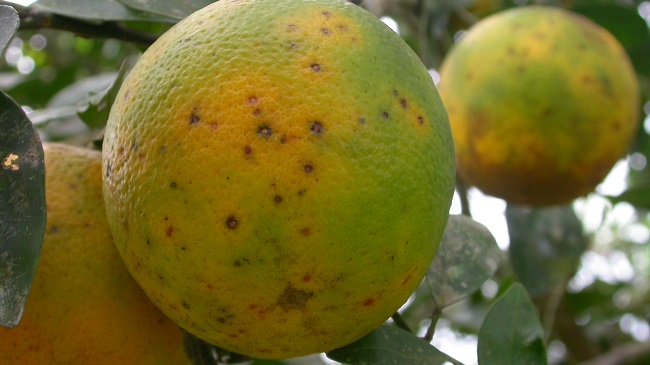 La &lsquo;Mancha negra&rsquo; provoca necrosis en la piel de los frutos