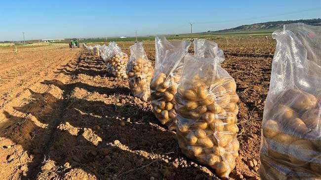 Patatas reci&eacute;n recogidas