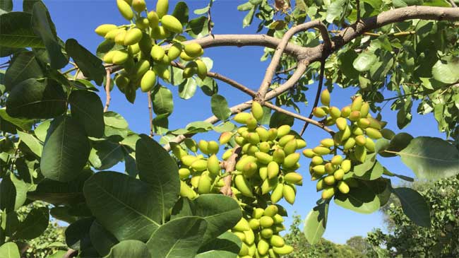 &Aacute;rbol de pistacho