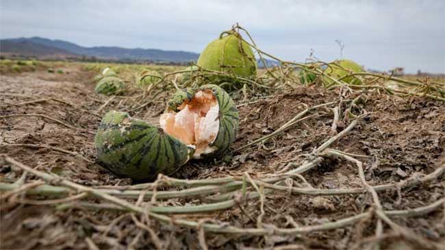 Melones y sand&iacute;as arrasados por el granizo en el Guadalent&iacute;n
