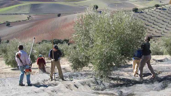 Recogida de aceitunas