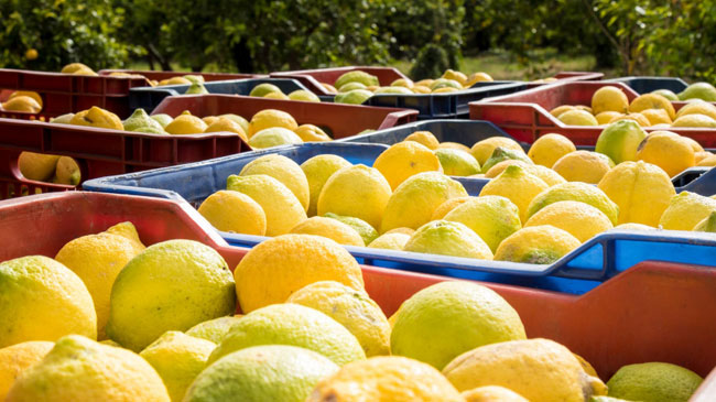Partidas de limones turcos