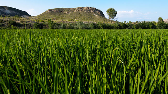Campo de arroz en Calasparra