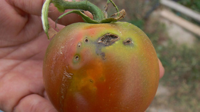 Tomate afectado por la Tuta absoluta