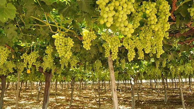 Uva de mesa producida en Murcia Uva de mesa producida en Murcia