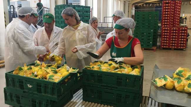El sector de los c&iacute;tricos es uno de los m&aacute;s beneficiados