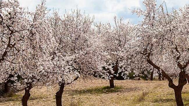 Los productores de almendra han cobrado 1,6 millones de euros