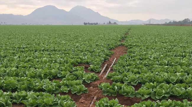 Explotaci&oacute;n agr&iacute;cola en el entorno del Mar Menor