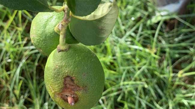Limones afectados por el pedrisco