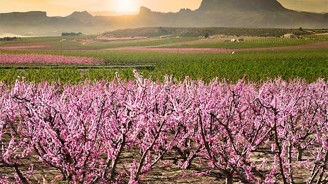 El terreno m&aacute;s caro es el destinado a la plantaci&oacute;n de frutales con riego; su precio medio supera los 85.000 por hect&aacute;rea