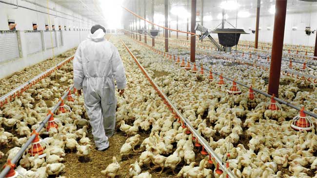 Imagen de una granja de pollos